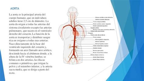 Anatomia Ii Aorta