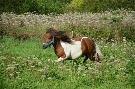 Everything Your Need To Know About Miniature Horse Your Horse Farm