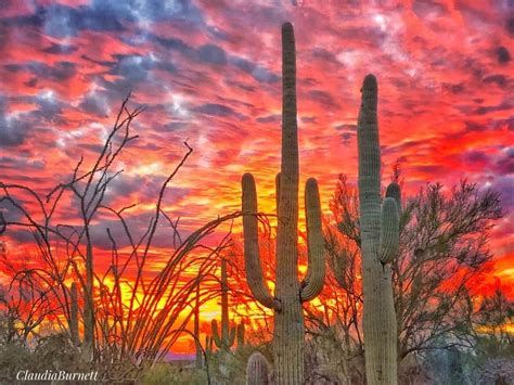 Pin By Mee Lee On Tucson Arizona In 2020 Desert Sunset Pink Desert