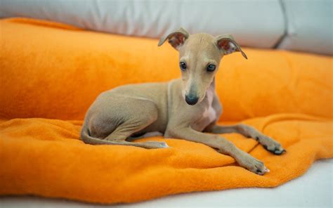 Italian Greyhound Info Pictures Characteristics And Facts Hepper