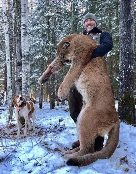 Cougar Hunt In Alberta Sparks Debate Among Scientists Hunters And Activists Canadas National