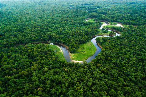 Le Foreste Tropicali Sono Sempre Più A Rischio Nel 2020 Sono Sparite