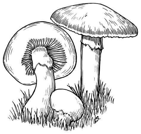 Onlinelabels Clip Art Mushrooms