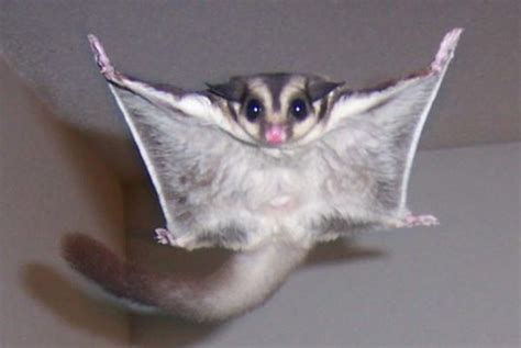 Why Are Sugar Gliders Such Controversial Pets