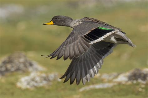 Speckled Teal In Flight Anas Flavirostris Pato Barcino Flickr