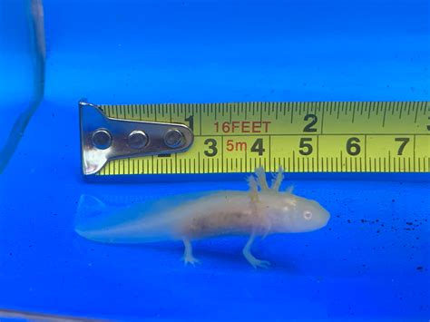 Gfp Leucistic Axolotl