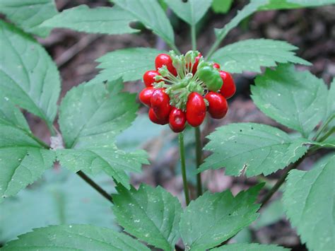 Watauga Extension Offers Ginseng Workshops In September 2016