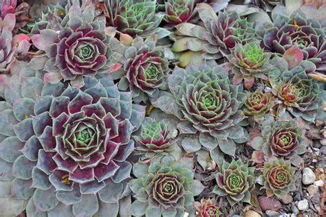 Growing Hens And Chicks How To Care For Sempervivum Plants