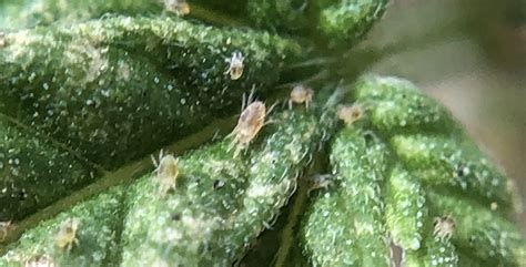 Two Spotted Spider Mites In Hemp Alabama Cooperative Extension System