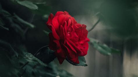Check out this fantastic collection of 1920x1080 full hd wallpapers, with 59 1920x1080 full hd background images for your desktop, phone or tablet. Download wallpaper 1920x1080 rose, bud, red, blur, petals ...