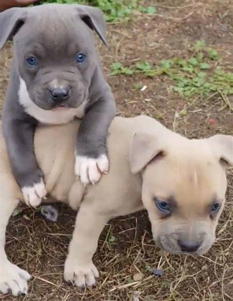 The flashy tri color pocket american bully puppies (blue, lilac & chocolate) of venomline | top pocket bully kennels. Tri-Color American Bully Pitbull Puppies - Petclassifieds.com