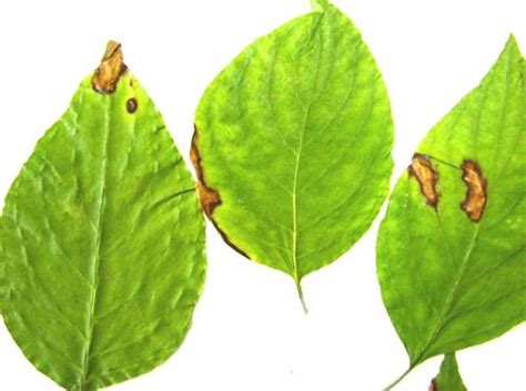 Dogwood Anthracnose Caused By Discula Destructiva On Cornus Spp In