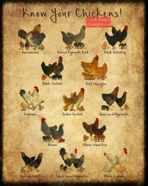 Chicken Breeds Chart Print Vintage Poultry Print Chicken Poster Poultry