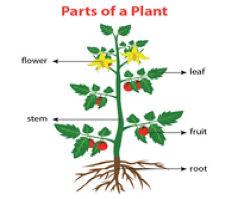 Parts Of Plant Play Sliding Puzzles Online At Proprofs
