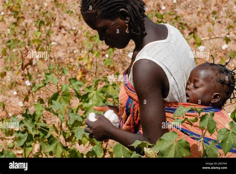 Burkina Faso Village Kayao Harvest Of Fair Trade And Organic Cotton