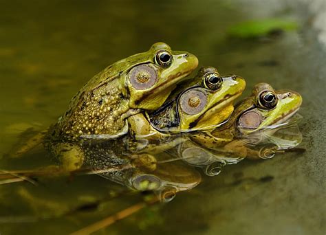 there s no wrong way to make a tadpole or froglet science smithsonian magazine