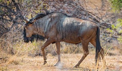 Wildebeest Facts Diet And Habitat Information
