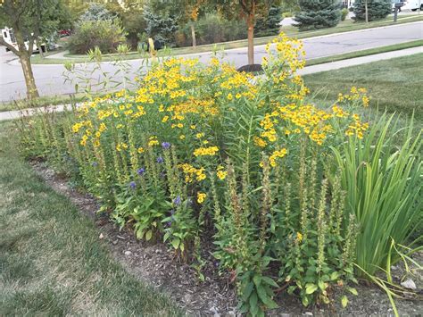 Add mulch, rock framing, educational signage or other aesthetics to your liking. Pin by Creating Sustainable Landscape on Rain Gardens ...