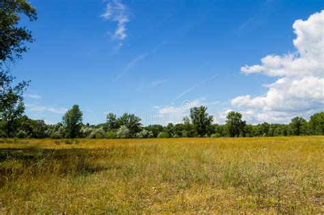 Summer Landscape With Green Trees Meadow And Blue Sky Stock Photo