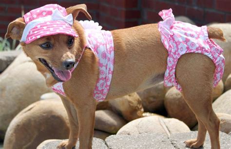 13 Animals Who Love National Dress Up Your Pet Day