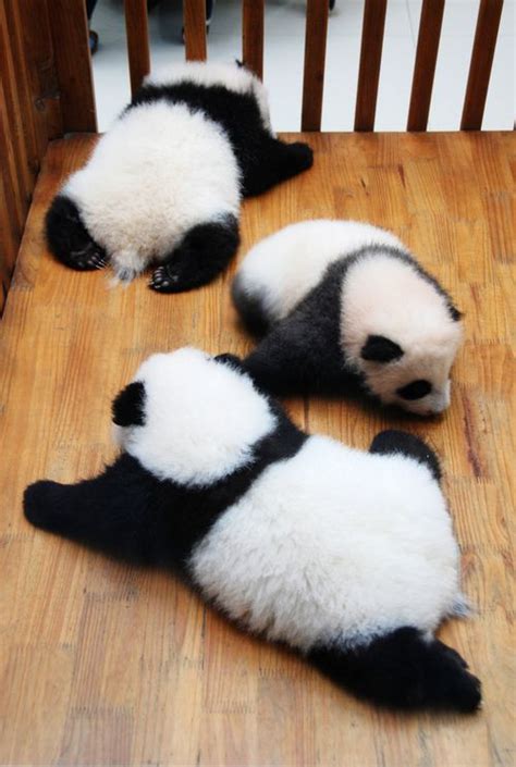 Fictionspulp © Arthurjo Panda Baby Panda Panda Bear