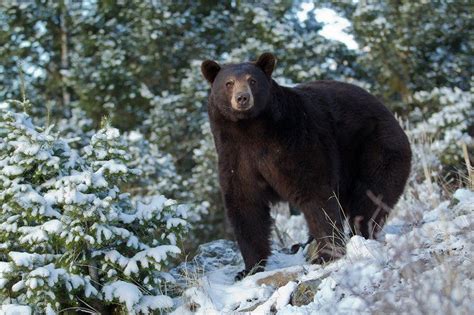 Black Bears In Snow Night Of The Grizzly