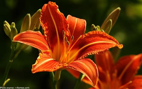 Interesting Facts About Lilies Just Fun Facts