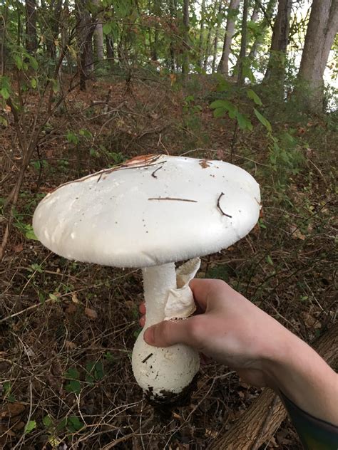 Largest Mushroom Ever Found All Mushroom Info