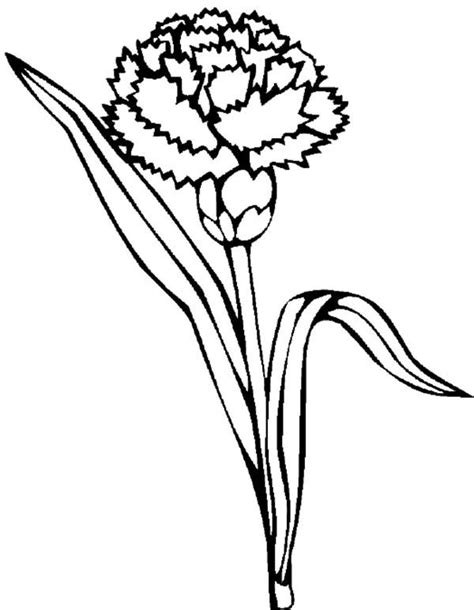 Justingatlin Printable Coloring Pictures Of Carnations