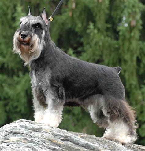 Are Schnauzer Terriers
