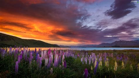 Tekapo Lake New Zeland Great Sunsets Mountains Meadow Lupine