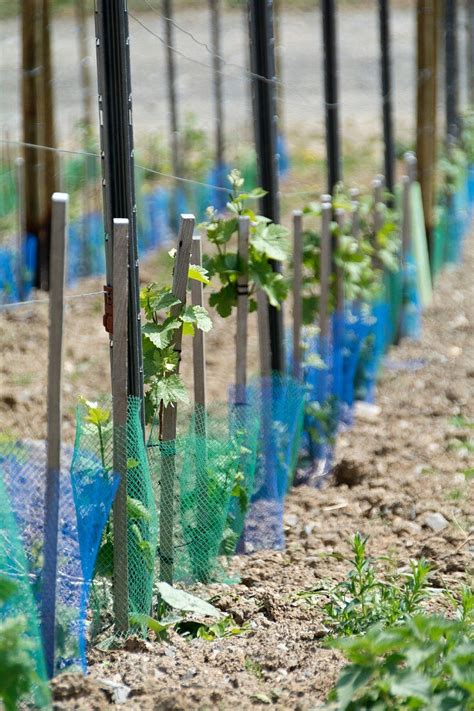Young Vines In A Vineyard License Images 11376010 Stockfood