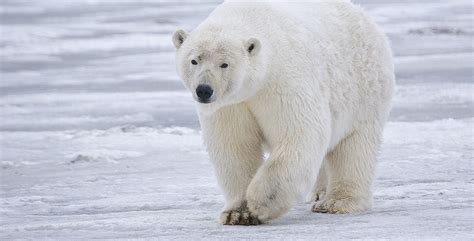 New Research Reveals How Polar Bears Stay Warm Inside Science