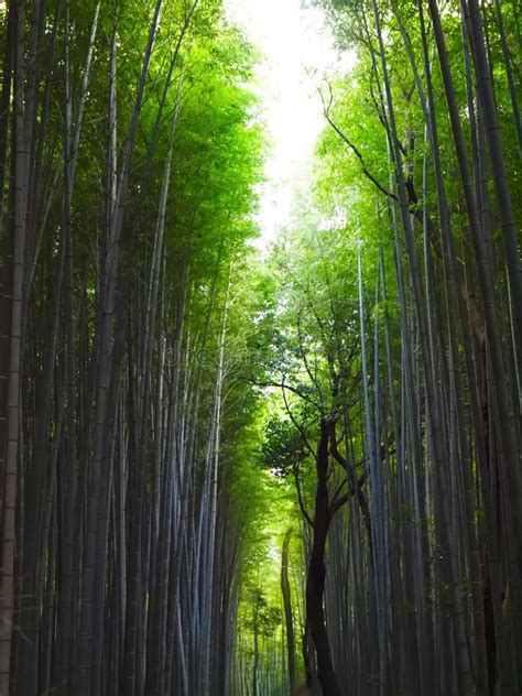 Sagano Bamboo Forest In Arashiyama Kyoto Japan Stock Image Image Of