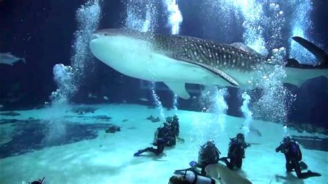 Scuba Diving With Whale Sharks Georgia Aquarium Youtube