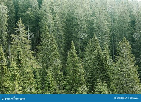Green Coniferous Forest With Old Spruce Fir And Pine Trees Stock Image