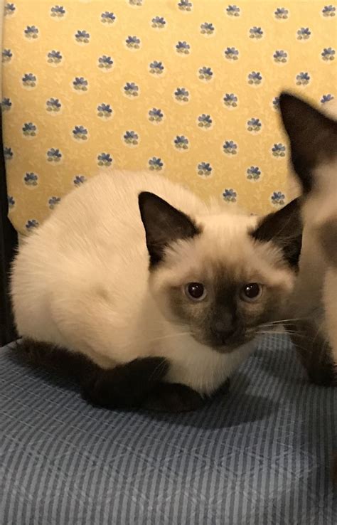 Sweet Baby Siamese Cats Kittens Cutest Cats