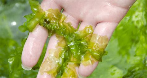 Benefits Of Seaweed For Skin Why Your Skincare Should Feature Seaweed