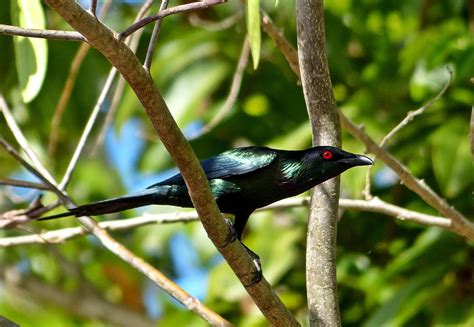 Awbirder Always On The Lookout For Fine Birds North Queensland