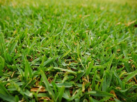 Best Fast Growing Grass Seeds 10 Seeds And Sod For Your Lawn