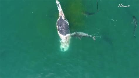 Hervey Bay Queensland Footage Captures Massive Shark Feeding Frenzy News Com Au Australia