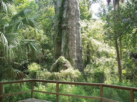 The Worlds 10 Oldest Living Trees