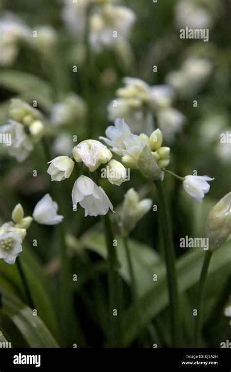 Allium Paradoxum Var Normale Stock Photo Alamy