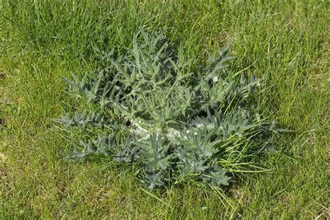 How To Remove Thistles From Lawn