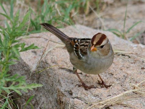 Sfv Backyard Bird Identification San Fernando Valley Audubon Society