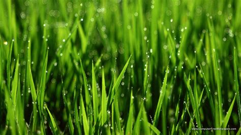 Awesome Hd Wallpaper Collection Green Grass Natural