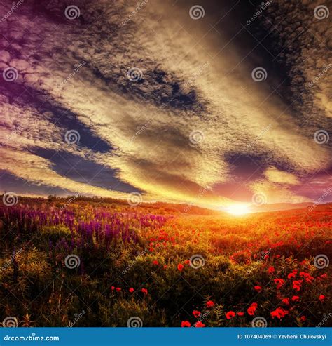 Majestic Landscape Colorful Sky Over The Poppy Field Wonderful Sunset