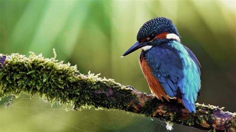 Birds Kingfisher Wallpapers Hd Desktop And Mobile