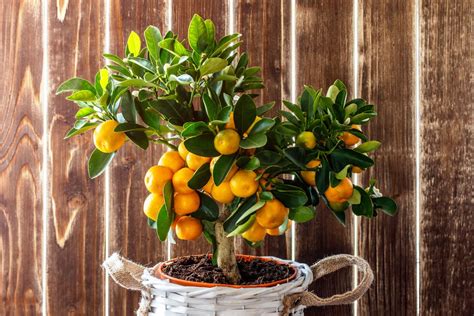 10 Fruit Trees You Can Grow In Pots To Elevate Even Tiny Outdoor Spaces