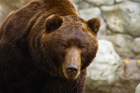 Giant Short Faced Bear Sightings Is Arctodus Simus Still Alive